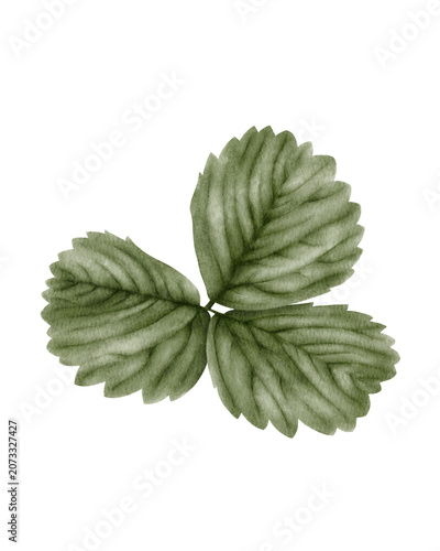 Hand painted watercolor strawberry leaves isolated. for botanical collections, garden designs, food packaging, organic branding, surface pattern design, stationery, invitations, and nature-themed proj