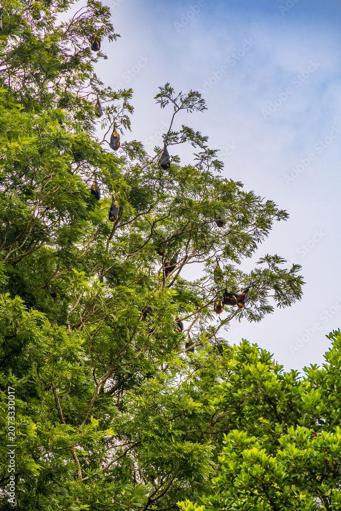 Fototapeta premium Roussette Noire de Maurice dans les arbres du Jardin botanique de Pamplemousse Sir Seewoosagur, Ile Maurice, Océan Indien, Afrique
