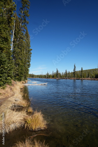 Yellowstone Wilderness River Shore with Dry Grasses and Evergreen Pines, Wyoming