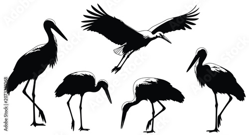 Tableau sur toile Stork Silhouettes In Various Poses Black And White Silhouette