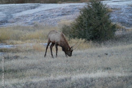 Wild Elk Grazing on Frost-Dusted Yellowstone Hillside with Colorful Autumn Shrubs