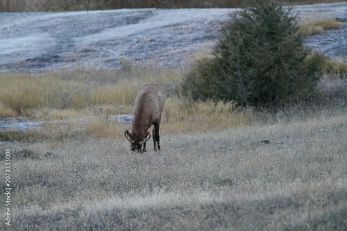Female Elk Feeding on Frost-Covered Autumn Grass, Yellowstone National Park