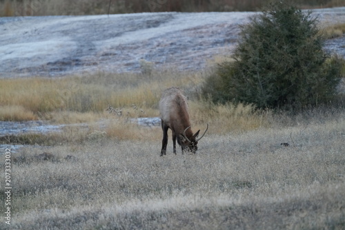 Elk Grazing Beside Juniper Bush on Frosty Yellowstone Hillside in Autumn Morning