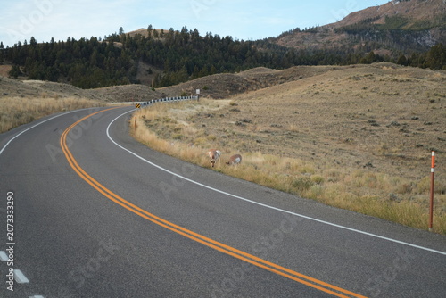Winding Yellowstone Road with Pronghorn Antelope on Roadside, Wyoming