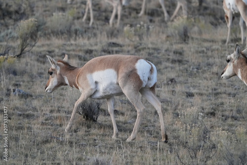 Young Pronghorn Antelope Walking Through Yellowstone Sagebrush Habitat, Wyoming