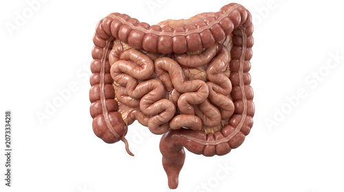 Obraz na plátne Human digestive system anatomy model with small and large intestine isolated on transparent background png