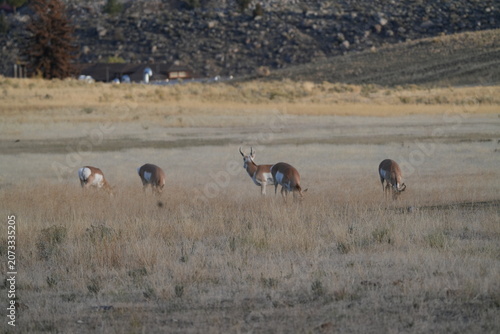 Fotografi Pronghorn Antelope Herd Grazing in Open Grassland Near Gardiner, Yellowstone Reg