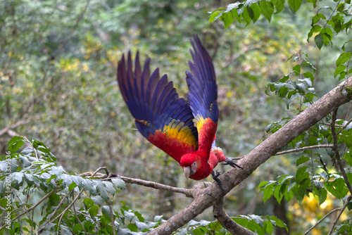 Foto Scarlet Macaw (Ara macao) taking flight from a branch