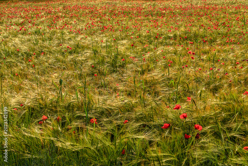 Фотография Poppies an Ears