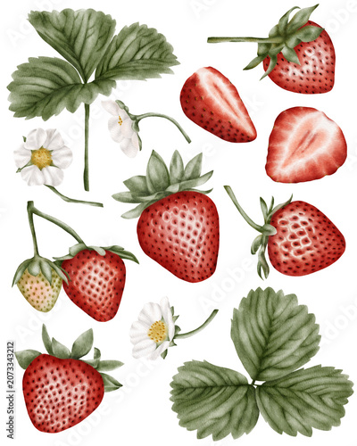 Hand painted watercolor strawberry botanical collection . for packaging design, food branding, organic product labels, recipe books, menu design, surface pattern design, textile prints, stationery, 