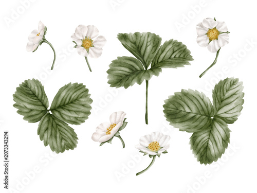 Hand painted watercolor clipart set featuring strawberry plant leaves and delicate white strawberry blossoms. for packaging design, stationery, wedding invitations, gardening projects, labels, scrapbo