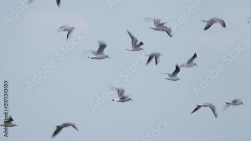 A flock of black-headed gulls (Larus ridibundus) in flight against the sky.