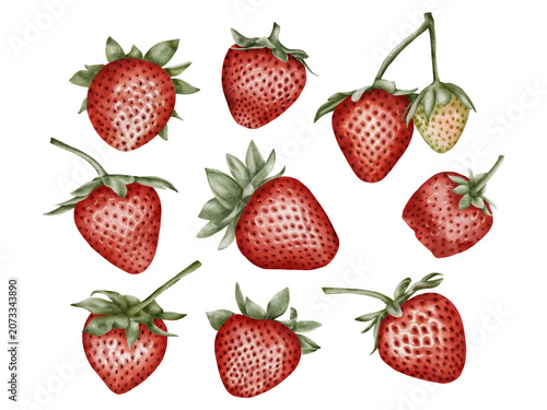 Hand painted watercolor strawberry botanical collection . for packaging design, food branding, organic product labels, recipe books, menu design, surface pattern design, textile prints, stationery, 