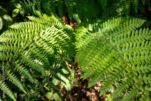 Green ferns in a forest illuminated by sunlight