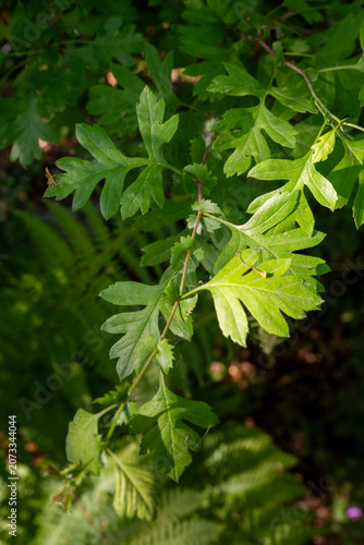 Green leaves illuminated by sunlight