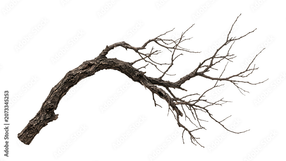 Fototapeta premium Curved dead tree branch with rough dark bark and bare twigs on transparent background, PNG dry weathered wood cutout for eerie gothic designs and nature overlays