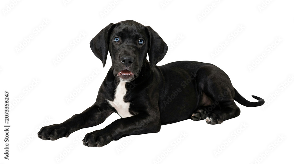 Fototapeta premium Lying Black Puppy, White Background, Playful Mood