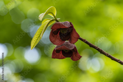 Schilderij op canvas Three-pointed calyxes of Asimina triloba or pawpaw flower droop gracefully