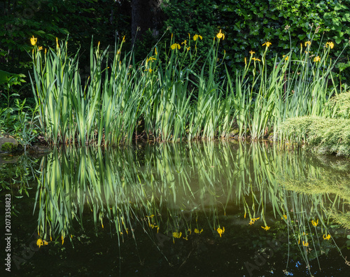 Schilderij op canvas Group of Iris pseudacorus grow along pond's edge