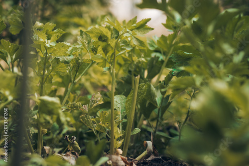 Lush green vegetable garden and growing plants under bright natural daylight with soft blurred background. Ideal stock image for agriculture, eco-friendly lifestyle, organic farming, environmental con