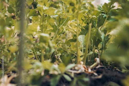 Lush green vegetable garden and growing plants under bright natural daylight with soft blurred background. Ideal stock image for agriculture, eco-friendly lifestyle, organic farming, environmental con