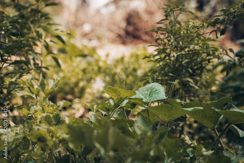 Lush green vegetable garden and growing plants under bright natural daylight with soft blurred background. Ideal stock image for agriculture, eco-friendly lifestyle, organic farming, environmental con