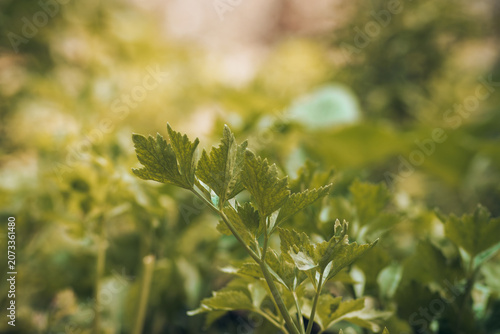 Lush green vegetable garden and growing plants under bright natural daylight with soft blurred background. Ideal stock image for agriculture, eco-friendly lifestyle, organic farming, environmental con