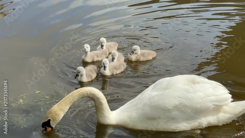 Swans and cygnets on the river wildlife and animals in England UK 4K