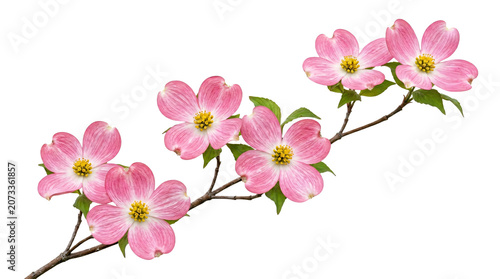 Pink dogwood flowers blooming on branch