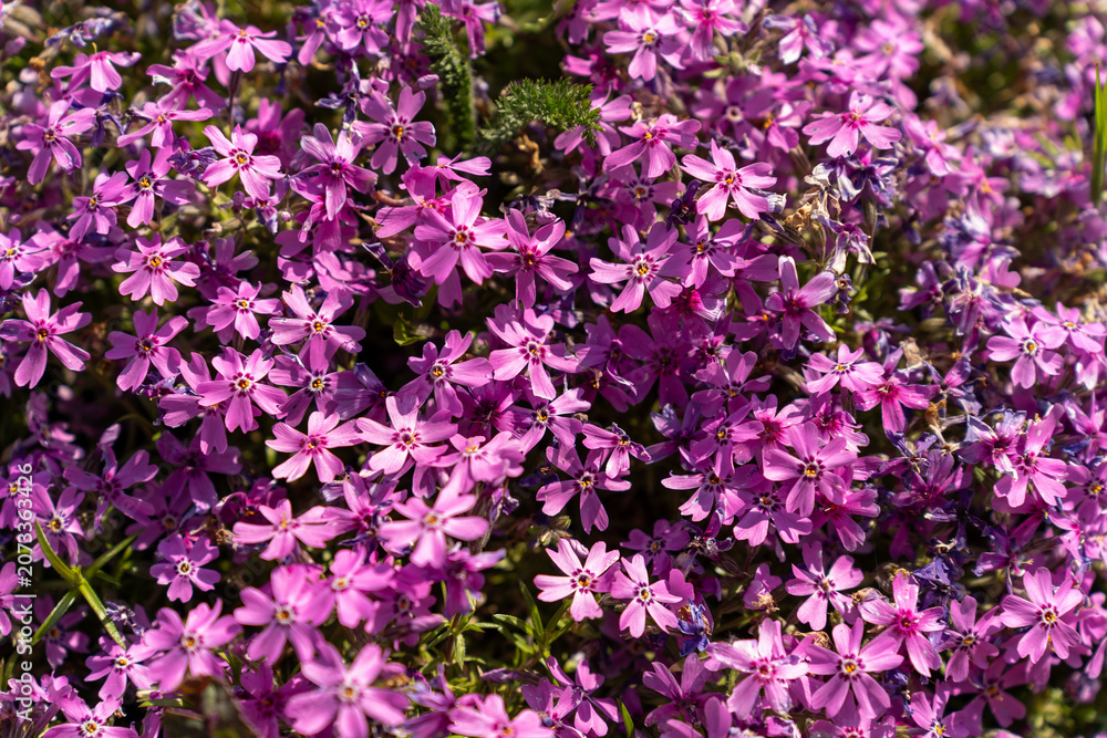 Obraz premium Pink phlox flowers in spring garden