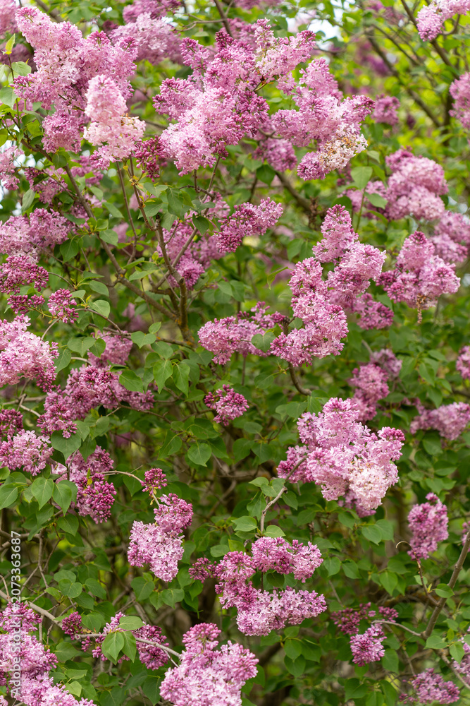 Obraz premium Violet and purple branches of lilac in a spring park 