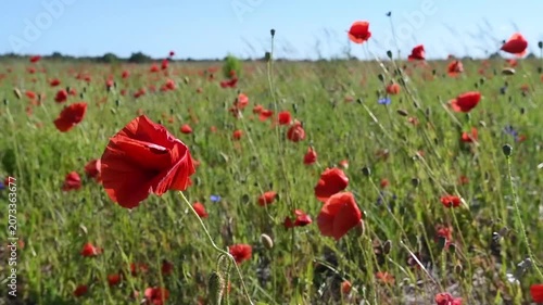 wild red beautiful poppies flowers blossoming at  sunny summer  day  at fiels.  close up