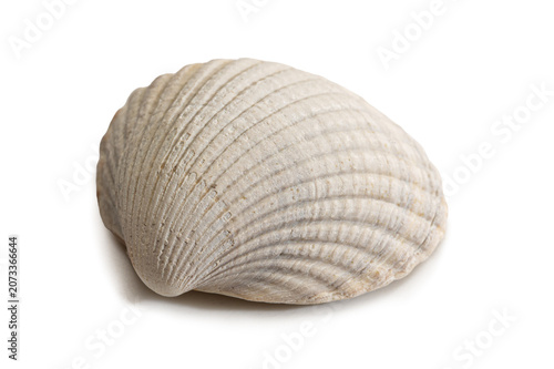Nahaufnahme Muschelschale Herzmuschel weiss - Freisteller
