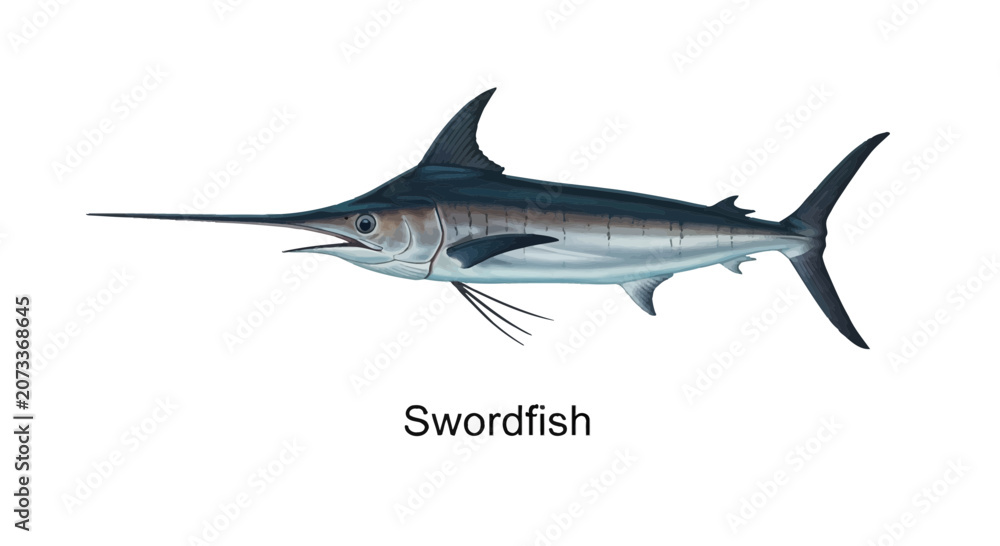 Naklejka premium Realistic Detailed Illustration of a Large Atlantic Swordfish Swimming Side View Isolated on a White Background for Marine Biology Education