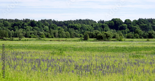 landscape with green grass and trees