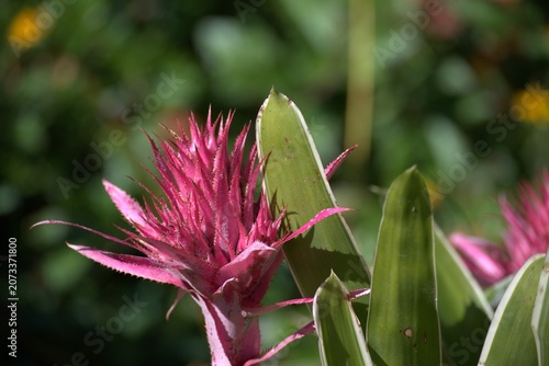 Photos Close-up shot of a vibrant pink bromeliad flower blooming with spiky bracts in a