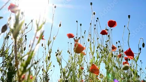 wild red beautiful poppies flowers blossoming at field against blue sky.  close up