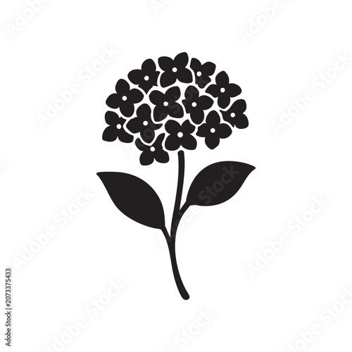 black hydrangea flower stem silhouette isolated on white background for creative designs