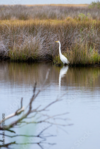 A Great Egret in salt marsh wetlands at Assateague Island National Seashore, Maryland