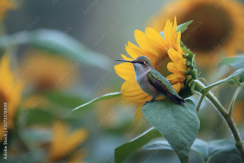 Fototapeta premium tiny hummingbird sitting on a large sunflower