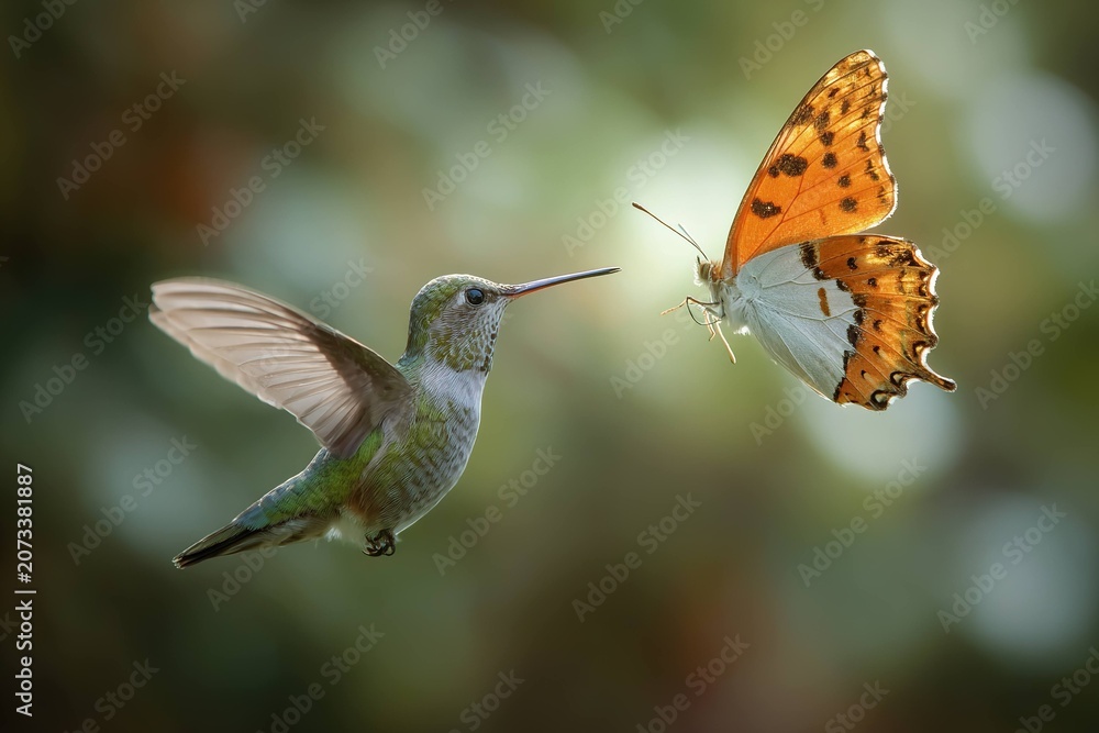 Obraz premium hummingbird and butterfly meeting mid-air