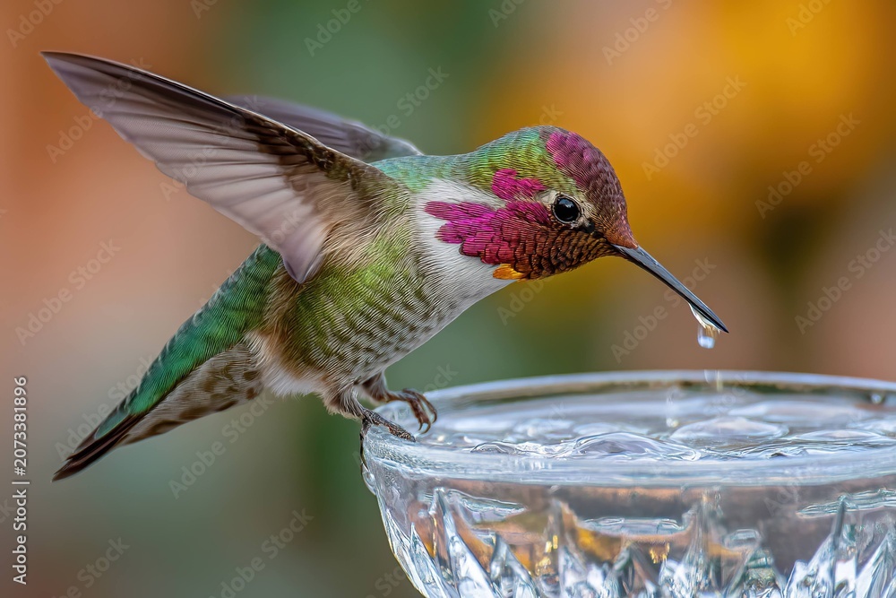 Obraz premium hummingbird drinking from crystal nectar