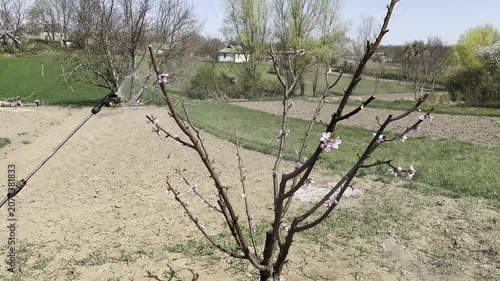 Person Pruning Tree Branches in Spring Garden Slow Motion