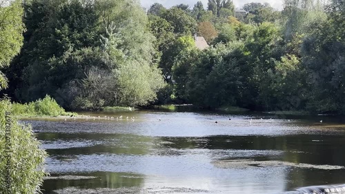 Tranquil River Scene with Lush Greenery in Slow Motion