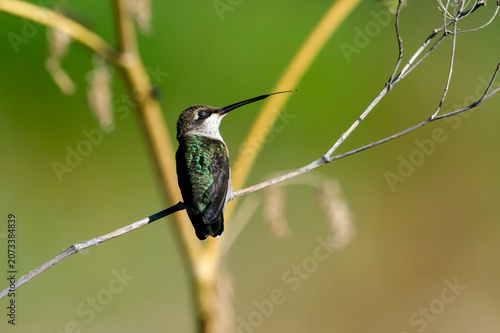 Obraz na płótnie Black-chinned Hummingbird
