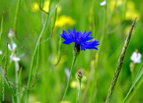 blue flowers on green background