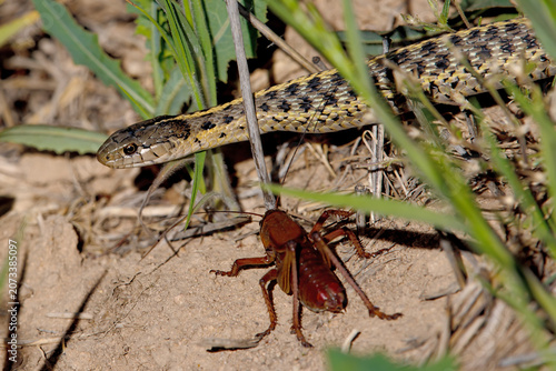 Terrestrial Garter Snake (Thamnophis elegans) and Morman Cricket at Camas Prairie Centennial Marsh in Idaho