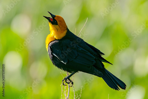 Yellow-headed Blackbird (Xanthocephalus xanthocephalus)