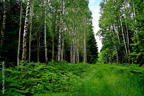 Green forest in summer