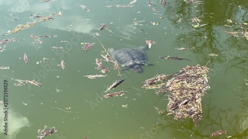 Turtle Swimming in Pond with Floating Leaves in Slow Motion